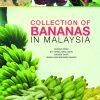 COLLECTION OF BANANAS IN MALAYSIA
