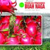 MANUAL TEKNOLOGI PENANAMAN BUAH NAGA