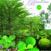 PENANAMAN TUMBUHAN DAN UBATAN BERAROMA