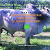 MANUAL TEKNOLOGI PENGGANDAAN LEMBU BRAKMAS DI LADANG KELAPA SAWIT