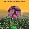 MANUAL TEKNOLOGI PENANAMAN KELEDEK SECARA FERTIGASI
